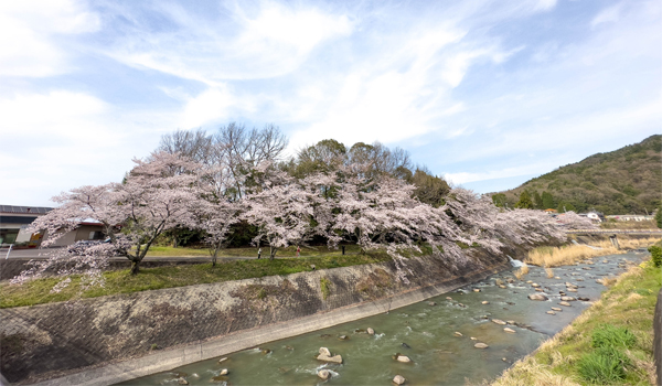 陶町大川の桜と川